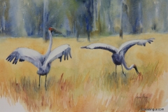 Dance of the Brolga I - 36cm x 55cm, Watercolour