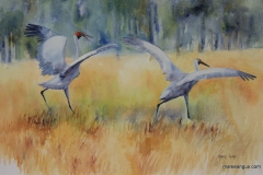 Dance of the Brolga II - 36cm x 55cm, Watercolour - SOLD