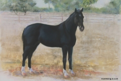 Kaptain - 45cm x 65cm, Pastel - $1660