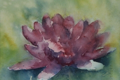 Waterlily-Dark-Pink-Watercolour